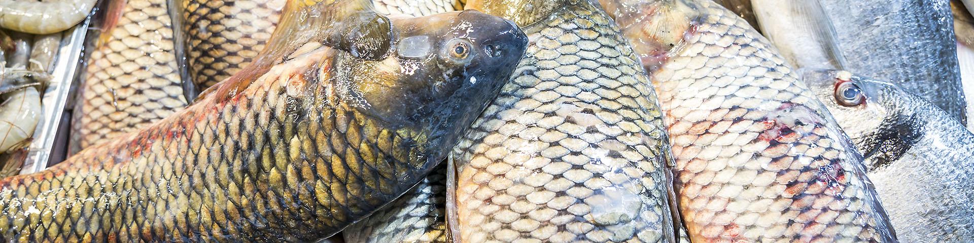 Exporting Carp To Europe CBI